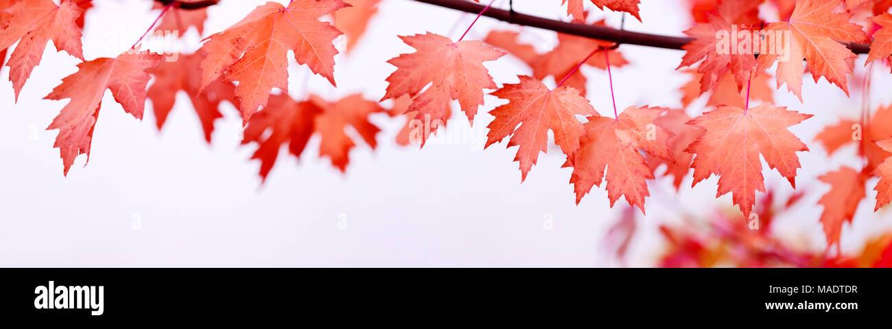 Kanada Tag ahorn Blätter Hintergrund. Der rote Blätter für Kanada Tag 1 Juli. Happy Kanada Tag echten Ahornblätter in Form der kanadischen Flagge. Stockfoto