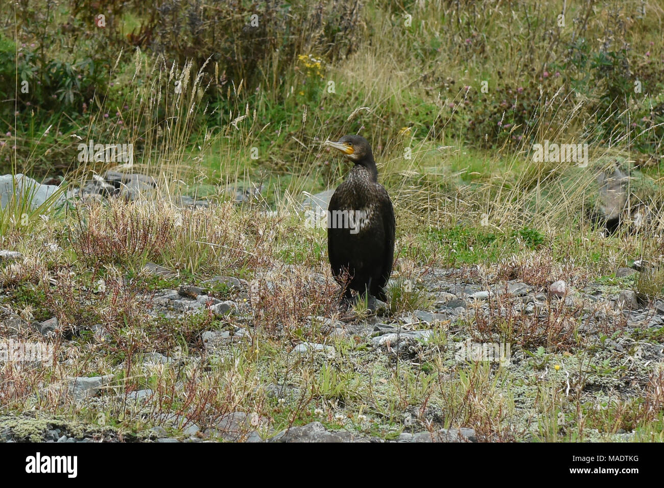 Schwarze shag (schwarz Kormoran) in der Nähe von Milford Sound, Fjordland, Neuseeland Stockfoto