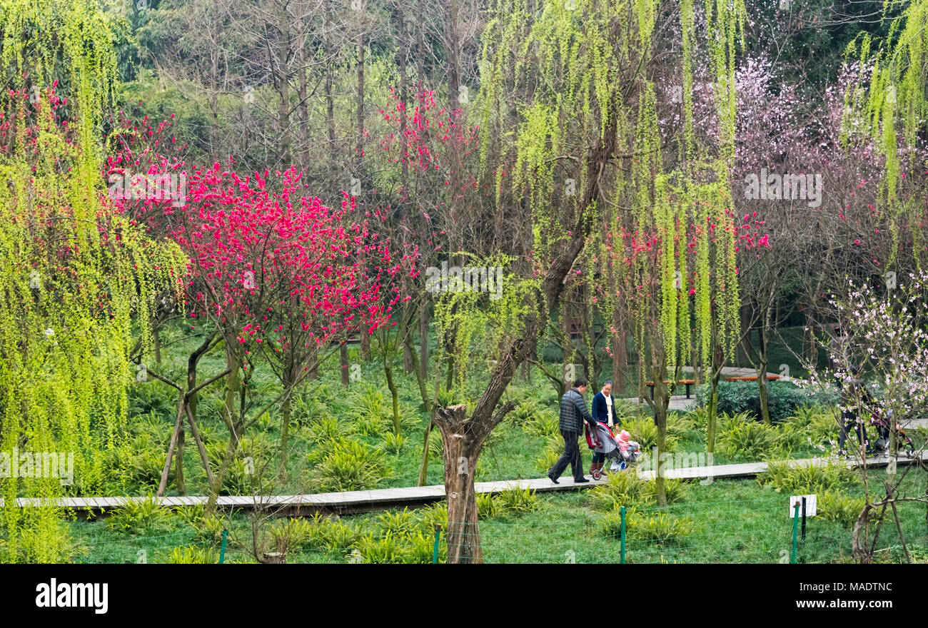 Die Menschen in den Park mit Frühling Blumen, Provinz Sichuan, China Stockfoto