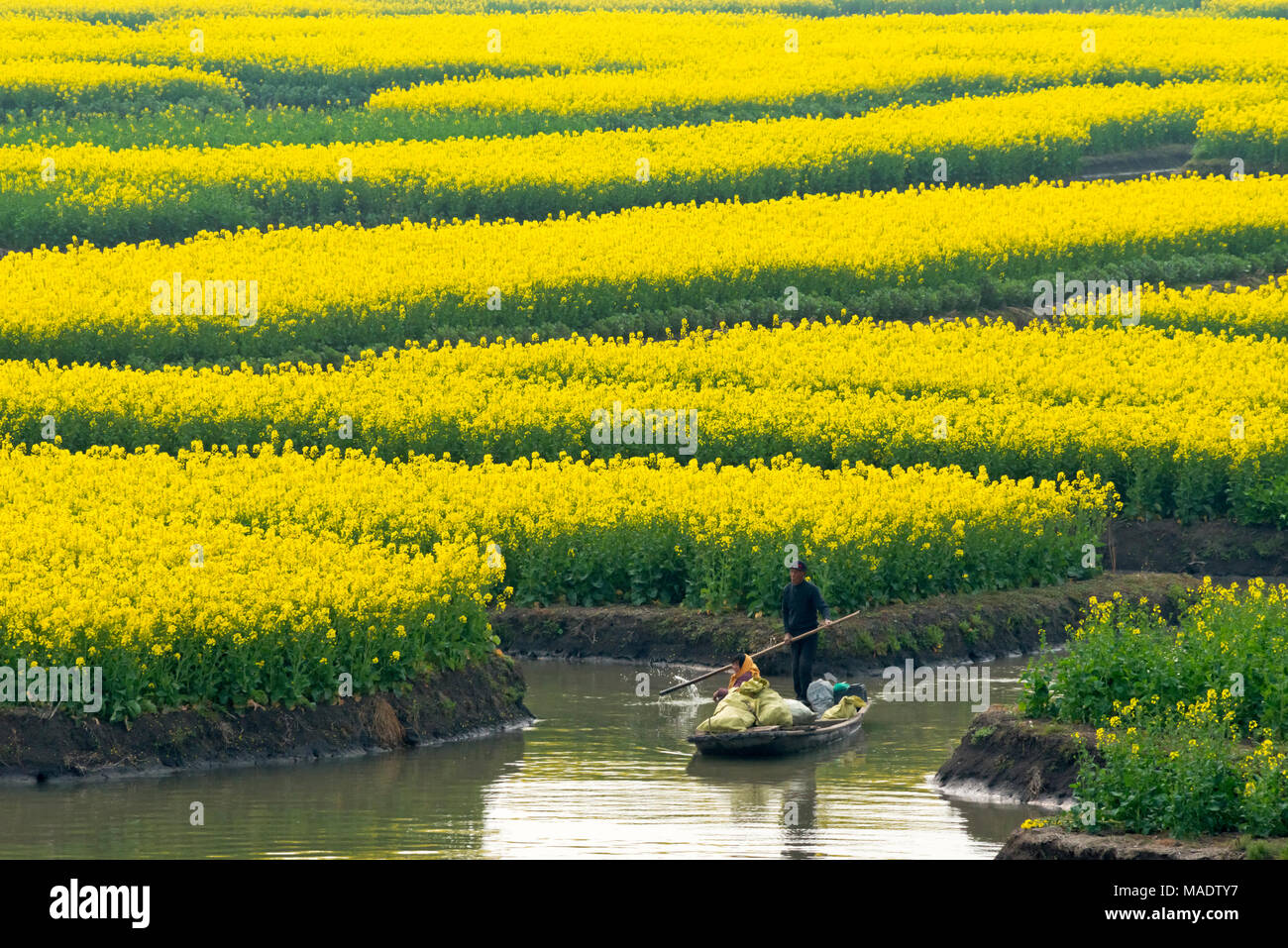 Rudern mit dem Boot auf dem Fluss durch Thousand-Islet Raps Blumenfelder, Provinz Jiangsu, China Stockfoto