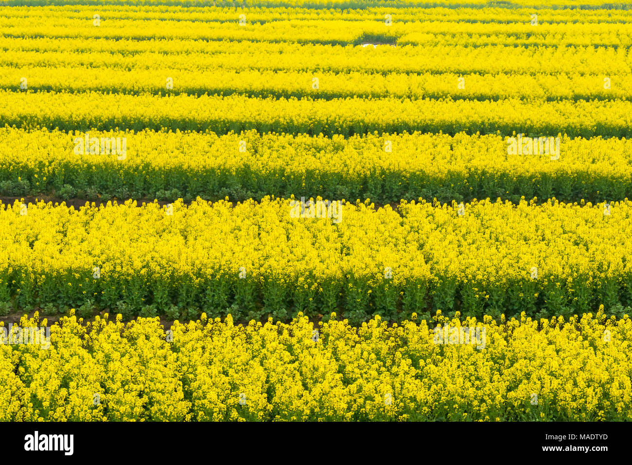 Canola Blumenfelder, Provinz Jiangsu, China Stockfoto