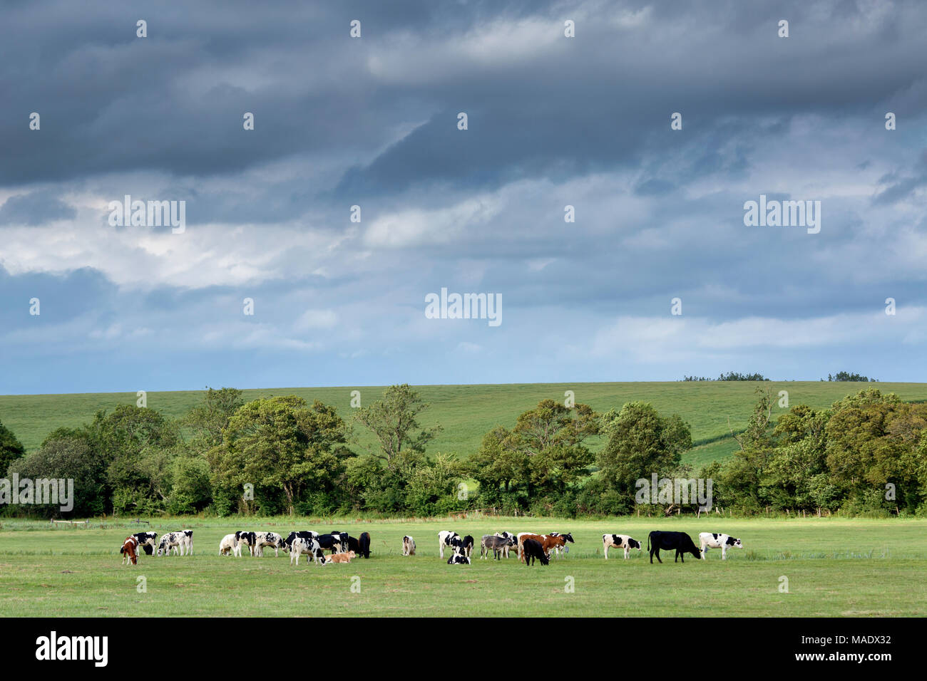 Ein Feld grasende Kühe auf der Weide in der Arun Tal in der Nähe von Amberley, West Sussex, UK. Stockfoto
