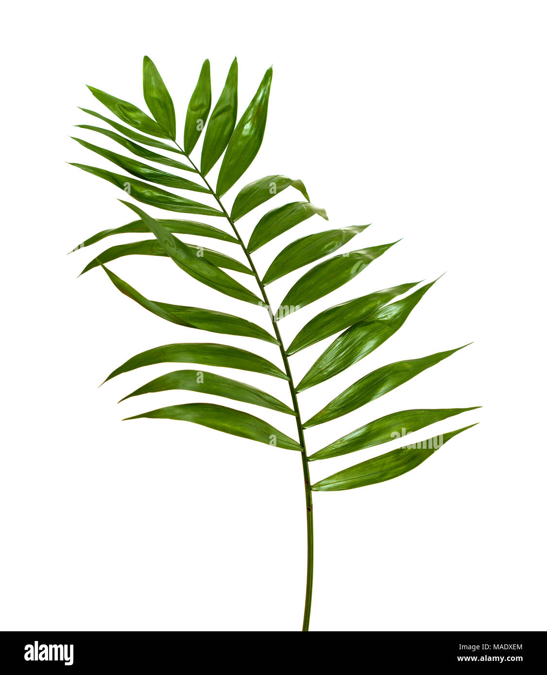 Chamaedorea elegans, beliebte florist Blumenstrauß Füller Blatt auf weißem Hintergrund Stockfoto