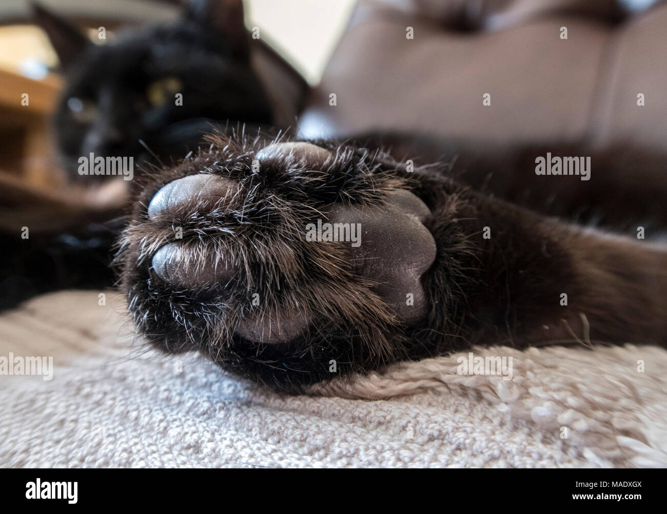 Katze, schwarze Katze liegend. Haar und den Pads der Pfoten. Stockfoto