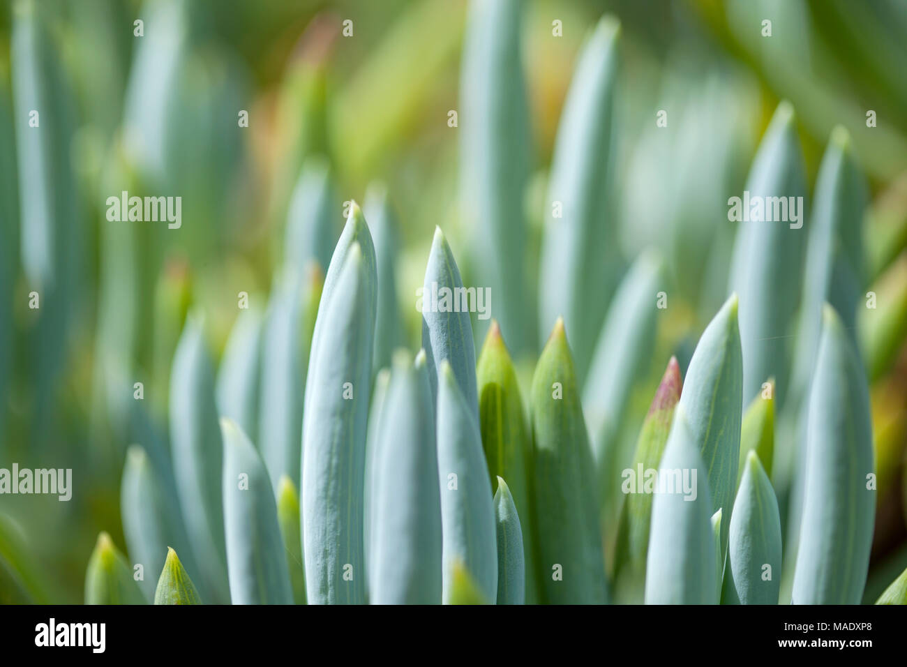 Senecio mandraliscae auch als blaue Finger oder blaue Kreide stick Pflanze bekannt Stockfoto