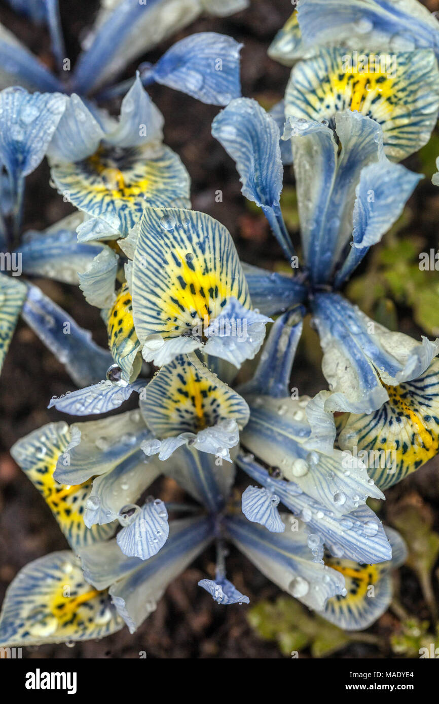 Iris reticulata Katharine Hodgkin, Zwerg Iris Stockfoto