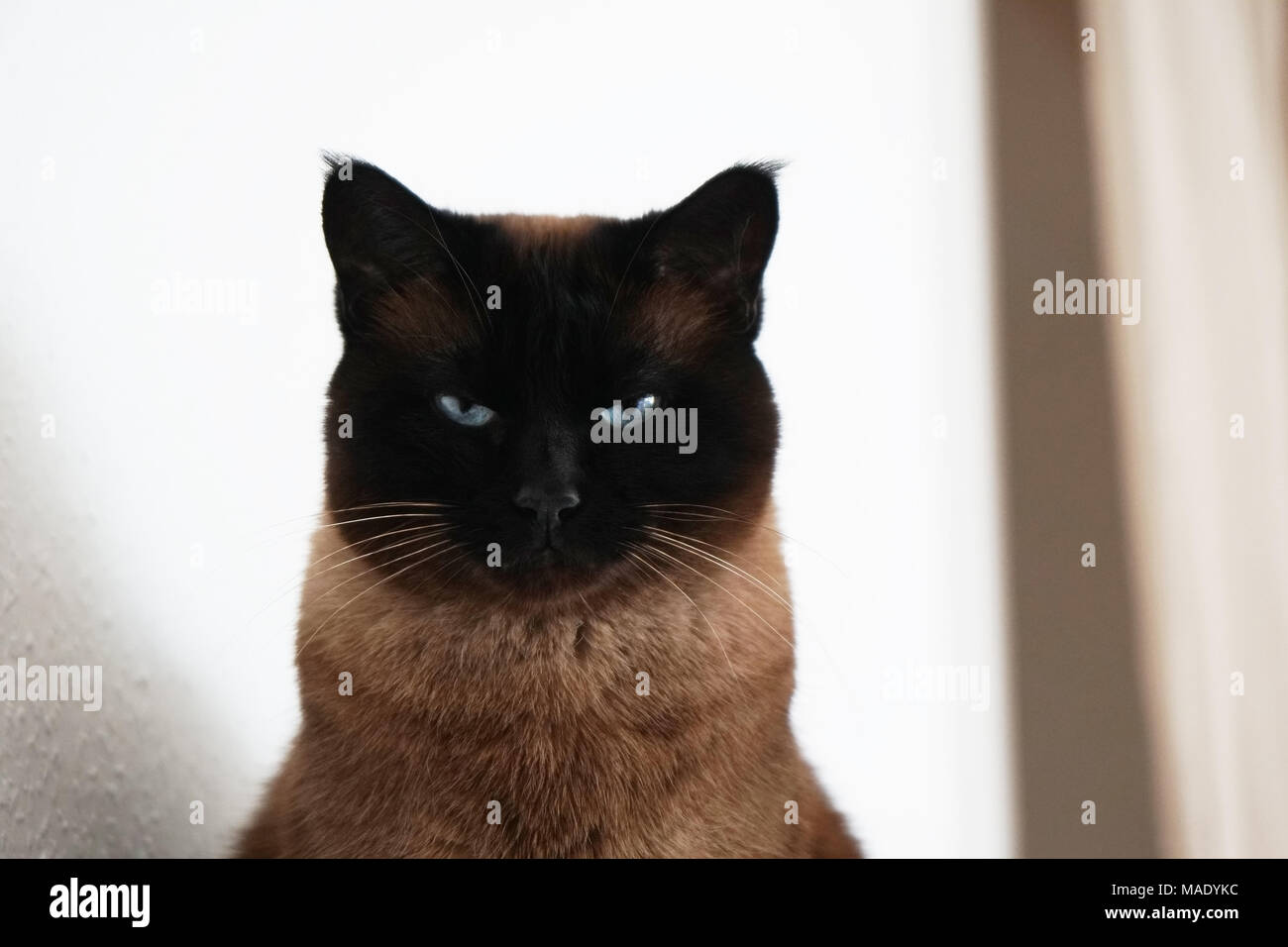 Siamesische Katze mit zusammengekniffenen Augen und bedrohlich aussehen Stockfoto