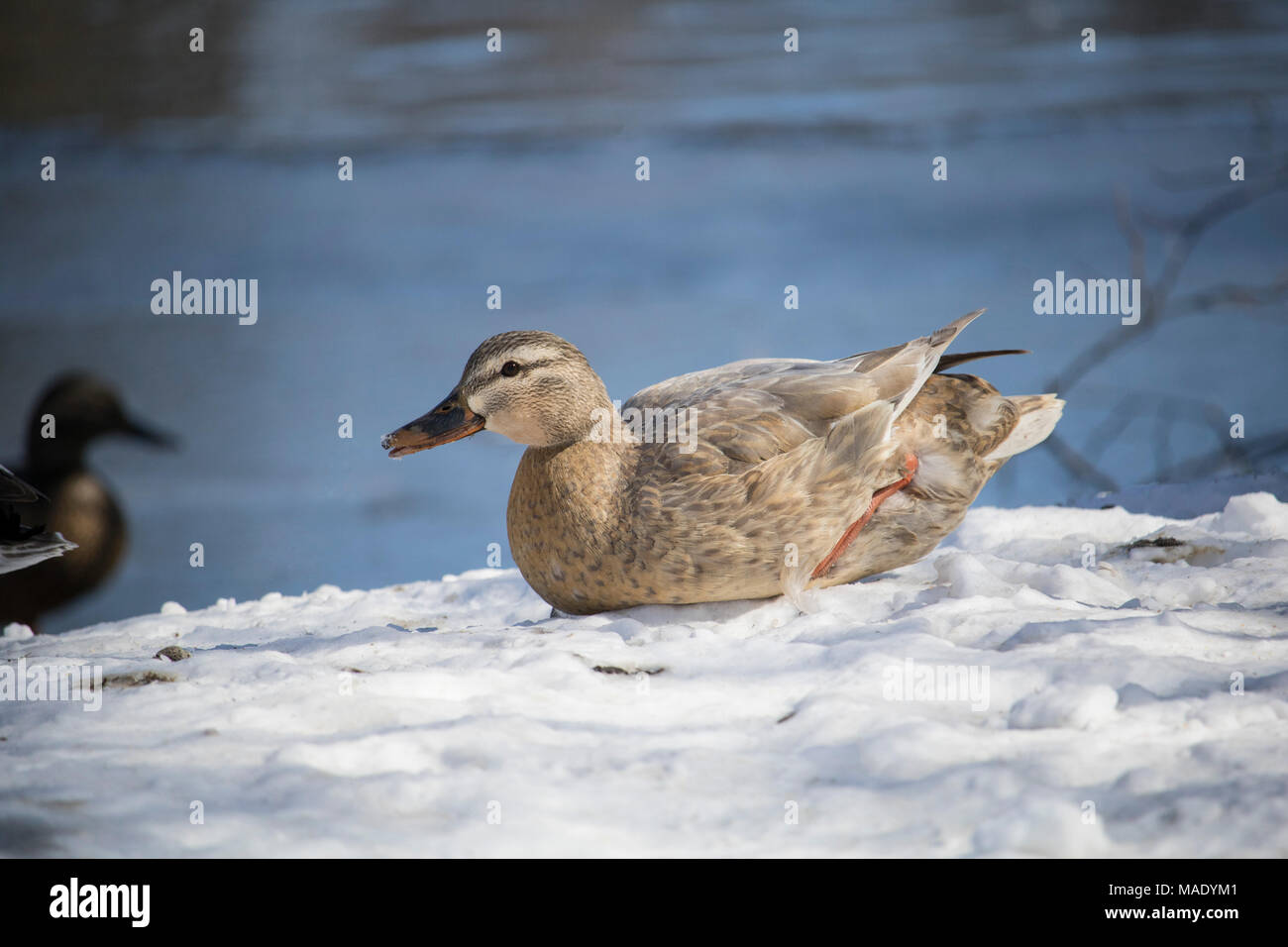 Hybrid Ente weiblich Colvert, Canard weiblichen Colvert Hybride, Winter, River North Hatley Quebec Stockfoto