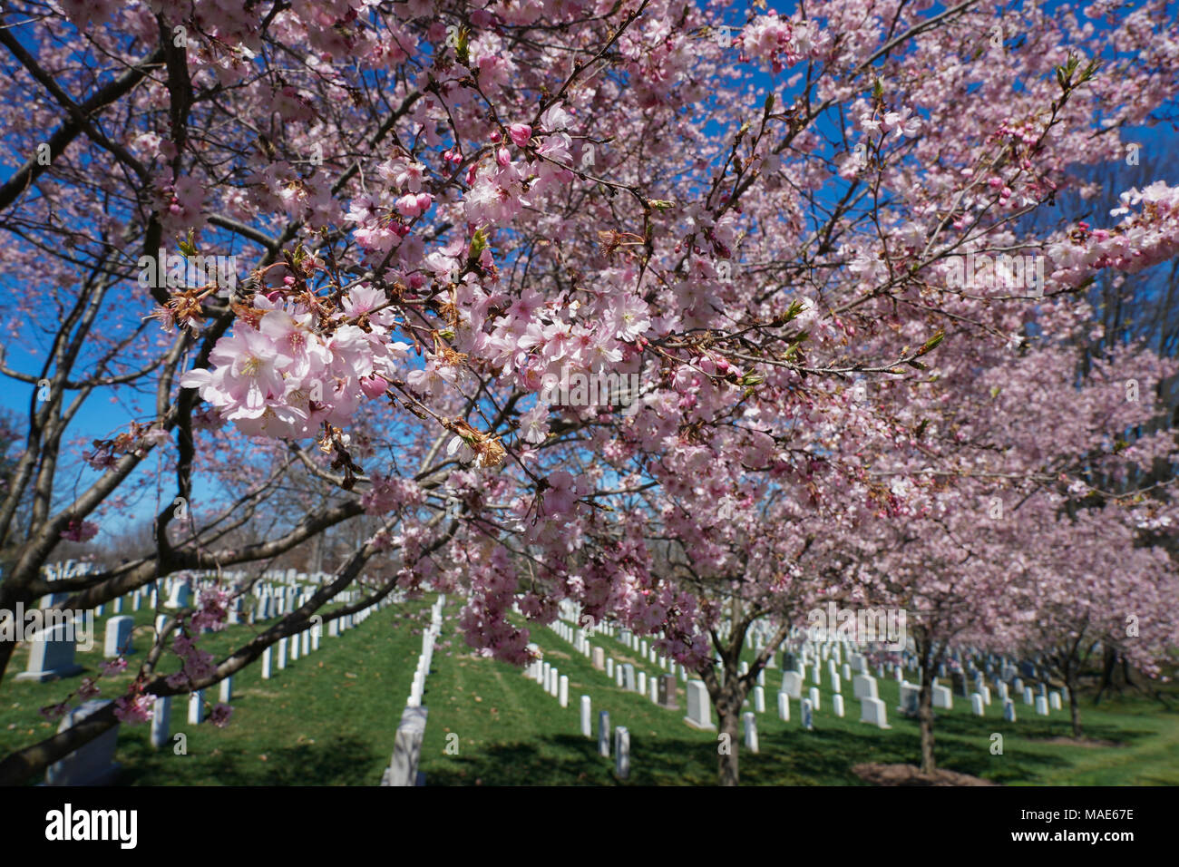 Die erste Blüte der Kirschblüte in den Arlington Friedhof. Foto Datum: Samstag, 31. März 2018. Foto: Roger Garfield/Alamy Credit: Roger Garfield/Alamy leben Nachrichten Stockfoto