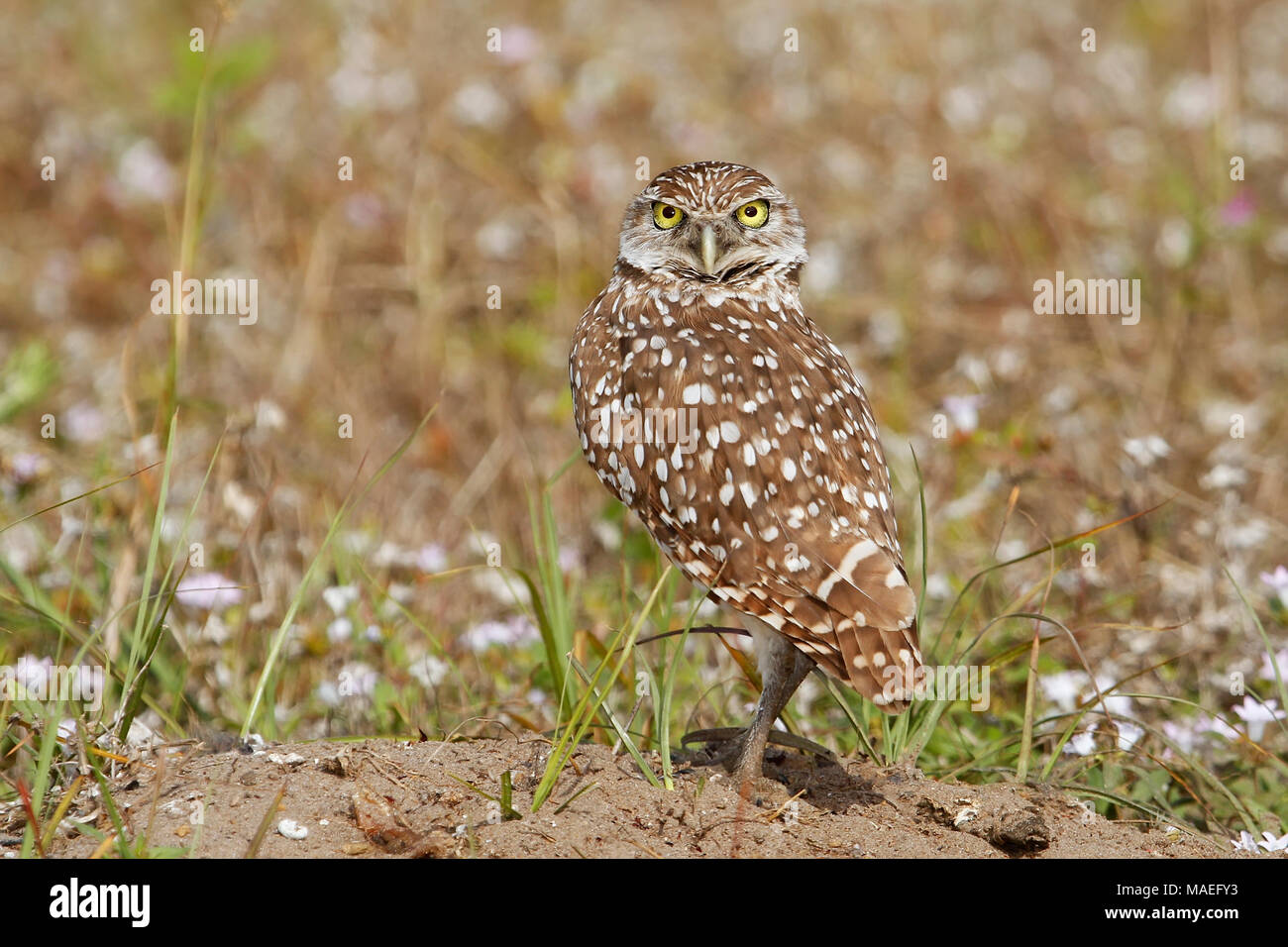 Kanincheneule (Athene Cunicularia) stehen auf dem Boden Stockfoto