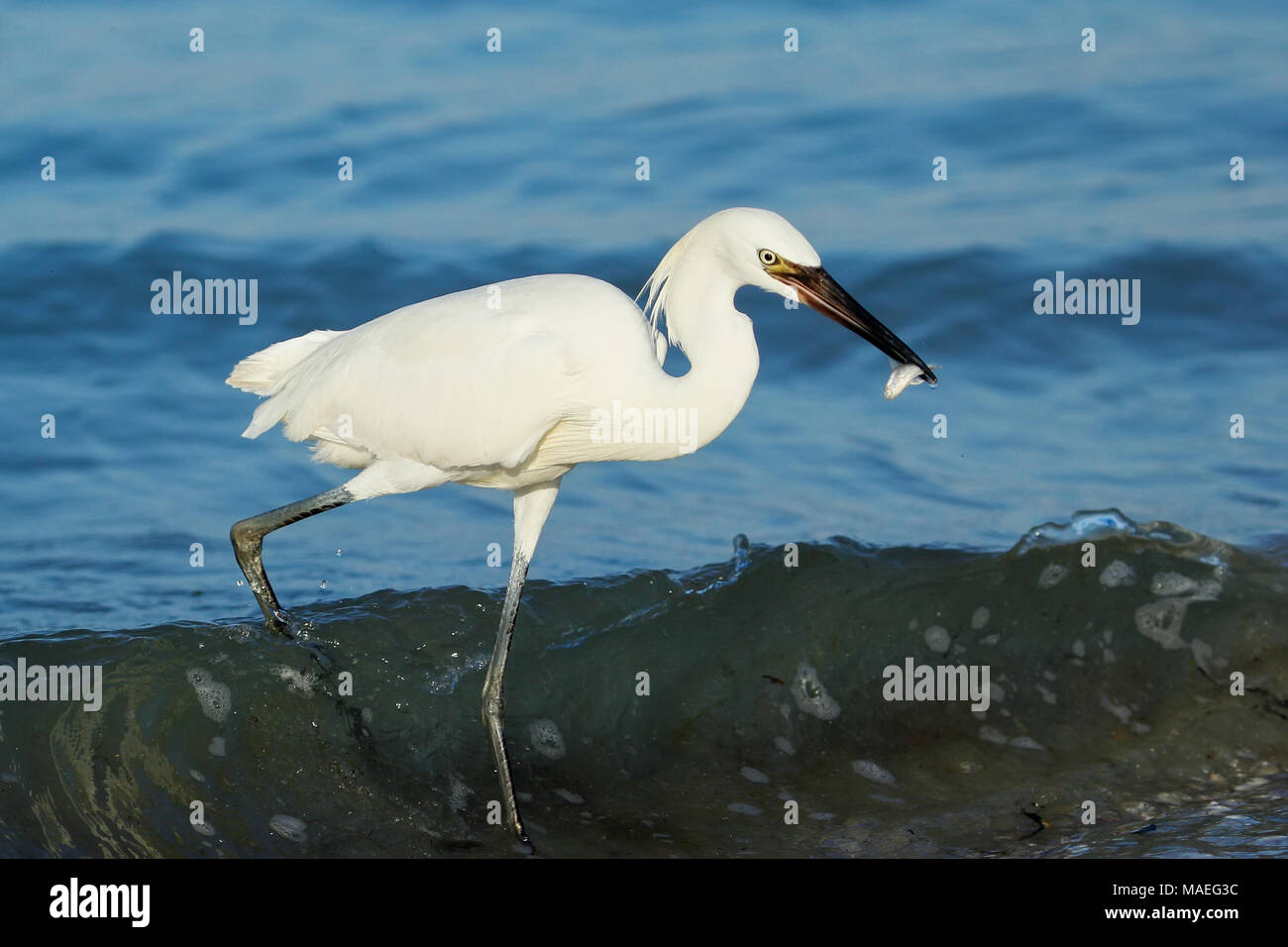 Rötliche Silberreiher (Egretta saniert) weiße Morph Jagd Stockfoto