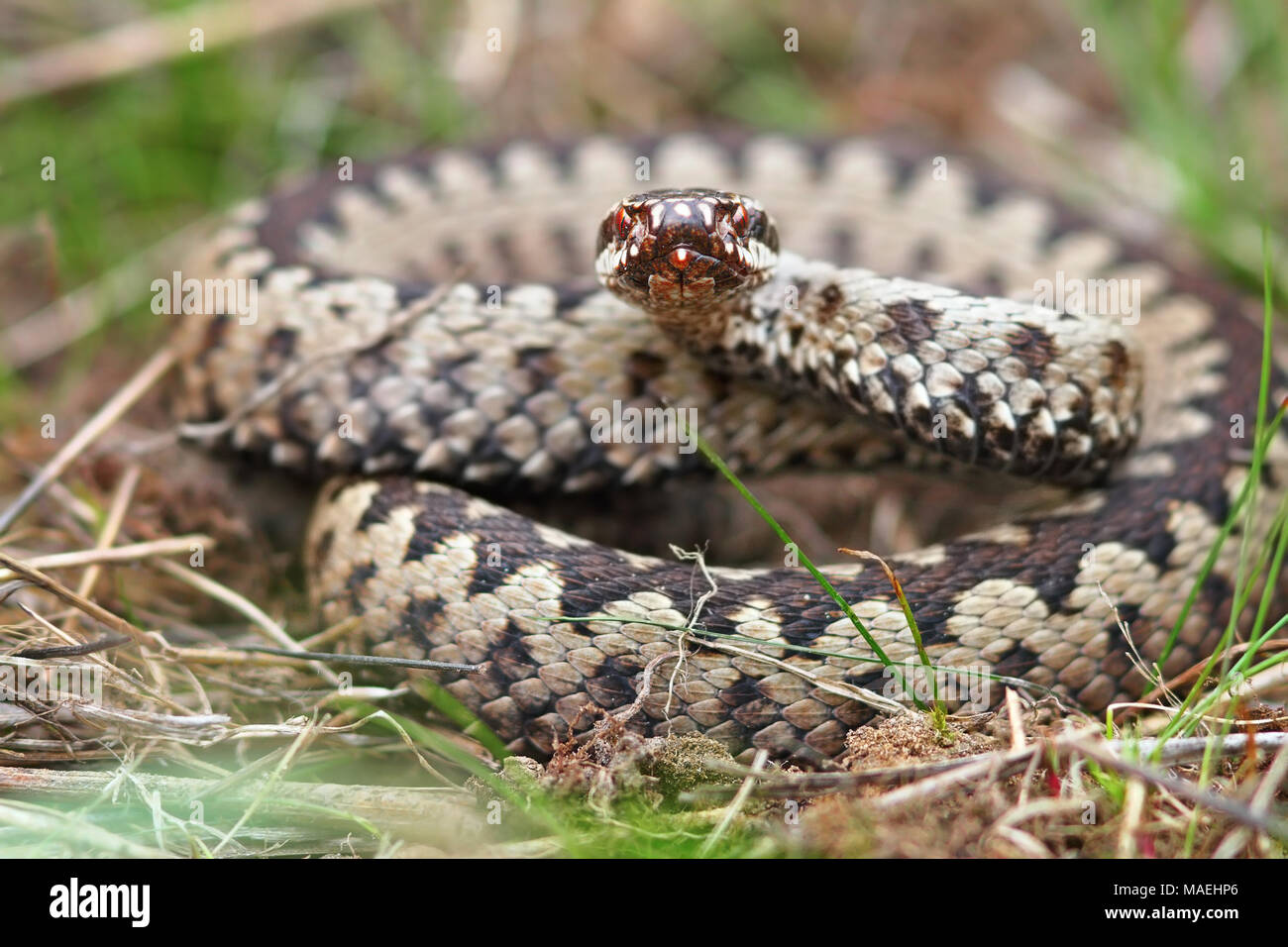Bunte Männchen gekreuzt Addierer in die Kamera schaut (Vipera berus) Stockfoto