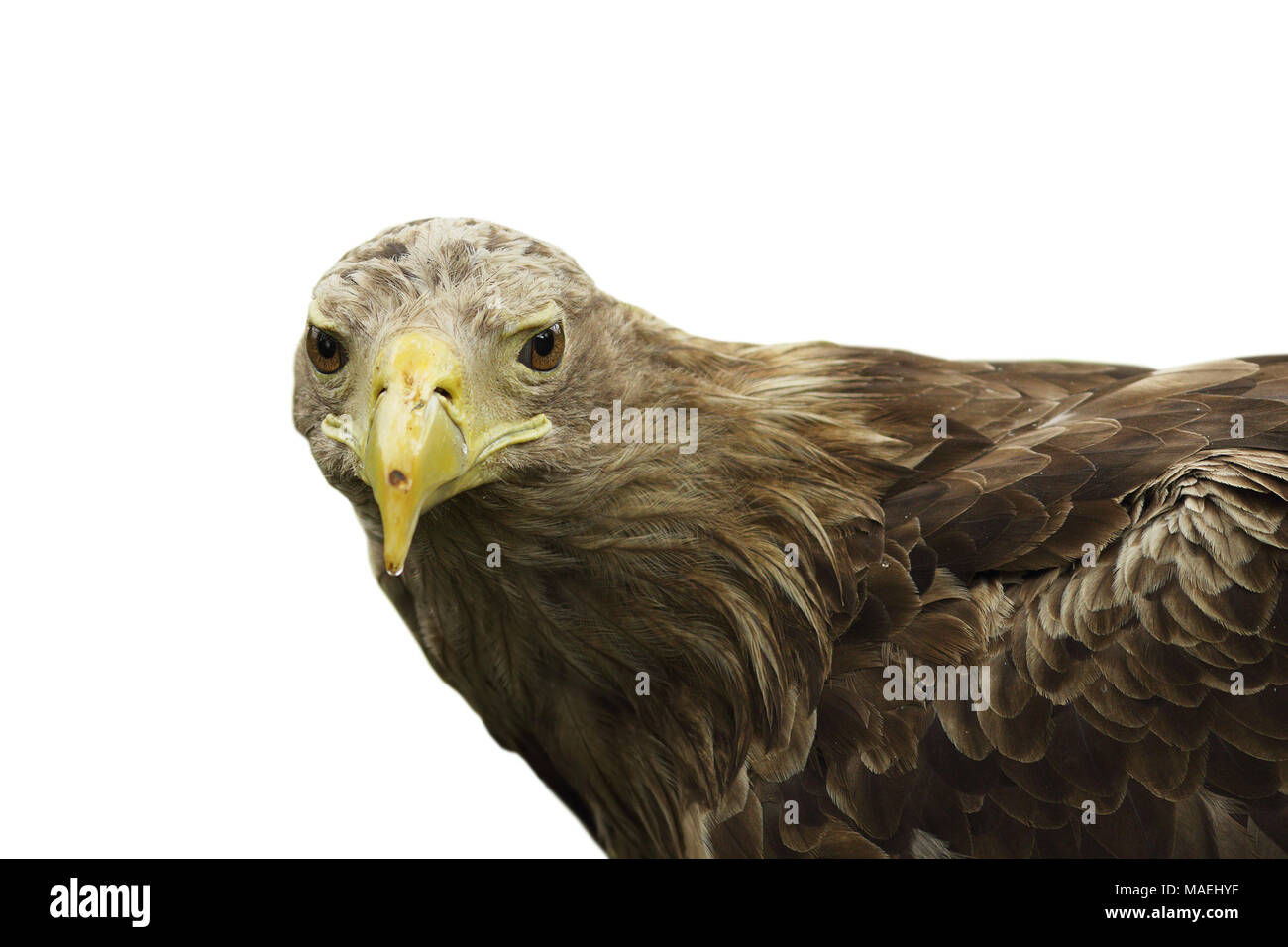 Nahaufnahme der Weißen Adler auf weißem Hintergrund (Haliaeetus albicilla) Stockfoto