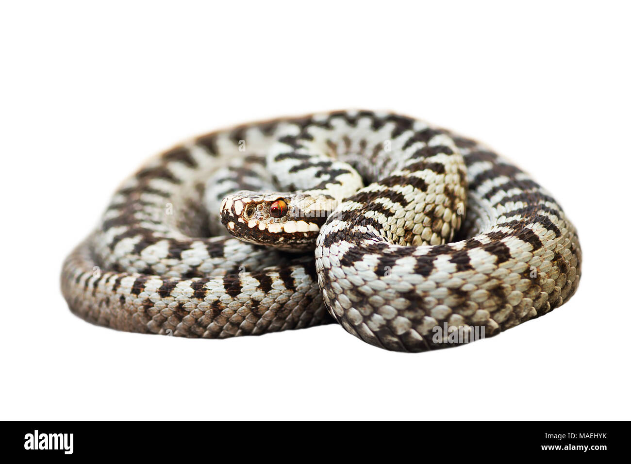 Wunderschön gemusterten männlichen Vipera berus isoliert auf weißem Hintergrund; dies ist der am häufigsten vorkommende giftige Schlange in Europa Stockfoto