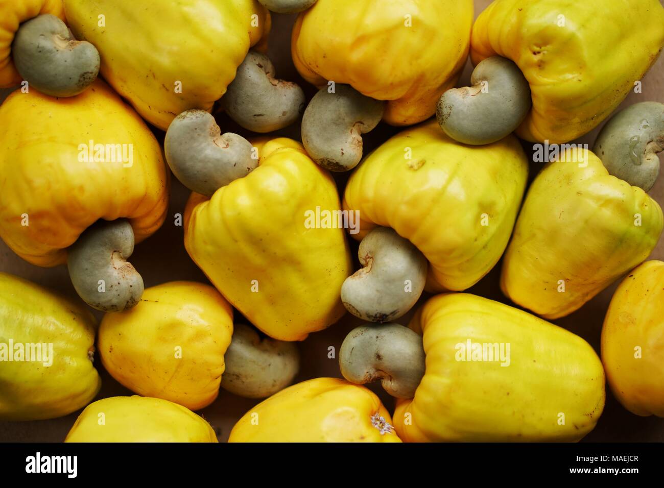 Gelbe Cashew Frucht Stockfoto
