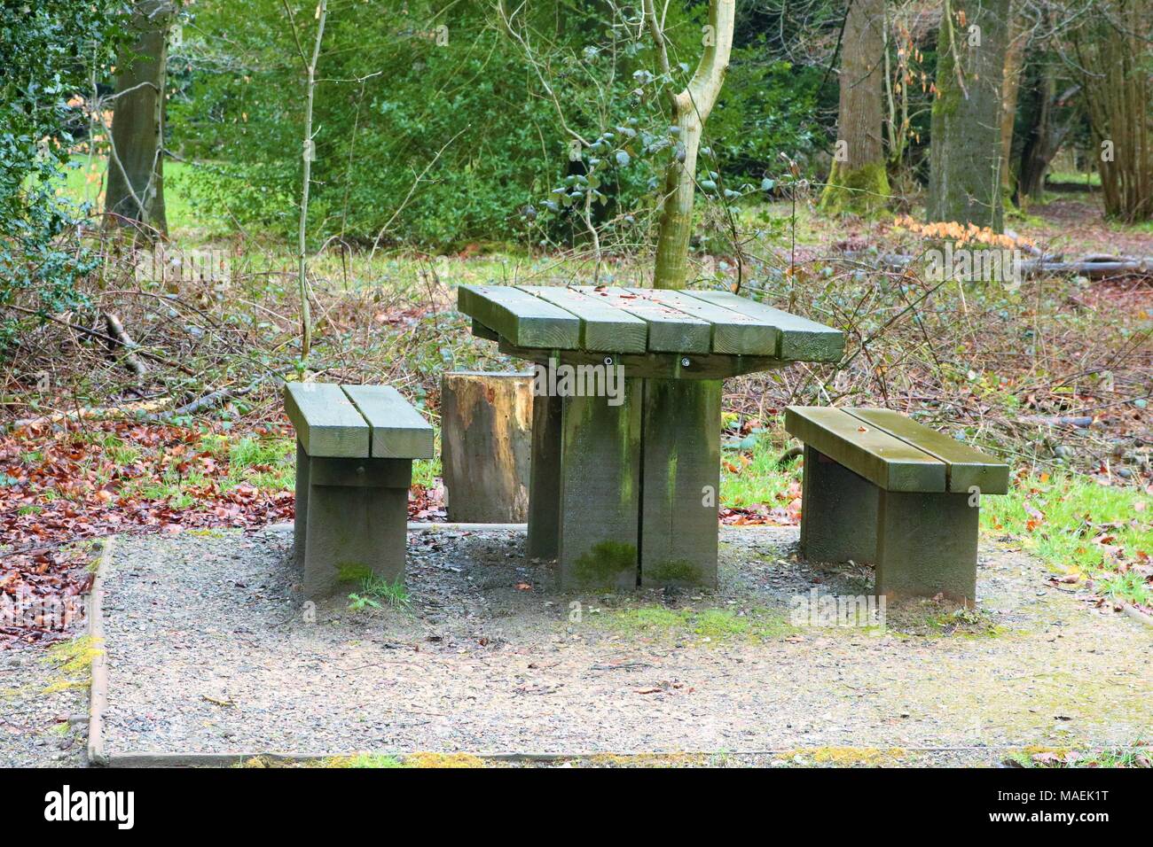 Holz- Picknick Tisch und Bänke im Wald, feuchten vom Niederschlag Stockfoto