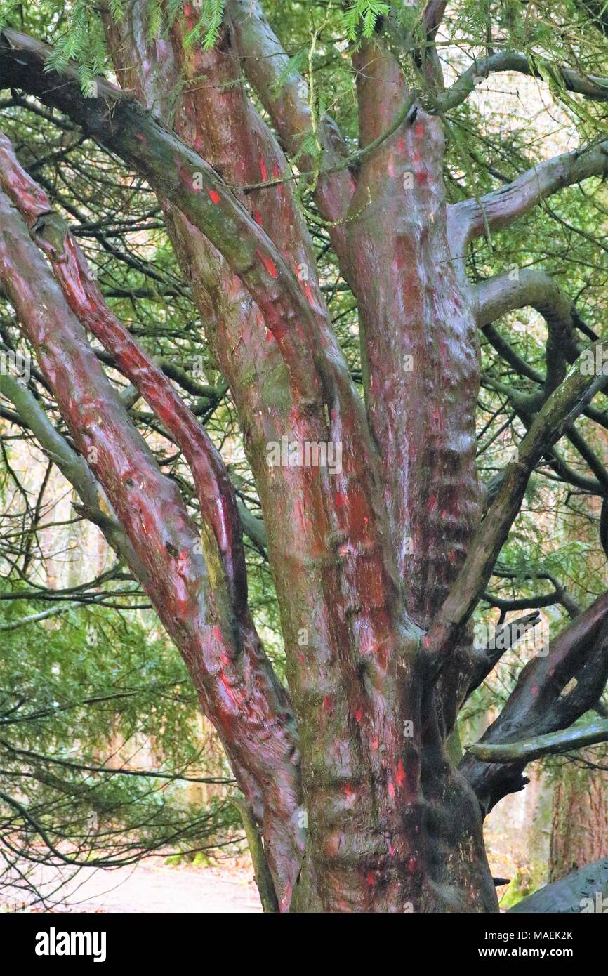 Alter Baum mit roten Rinde Stockfoto