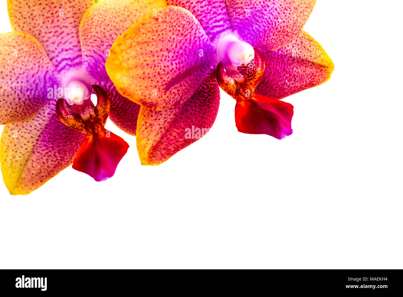 In der Nähe von rosa und lila Phalaenopsis Orchidee Blüten auf weißem Hintergrund, kopieren Platz an der Unterseite Stockfoto