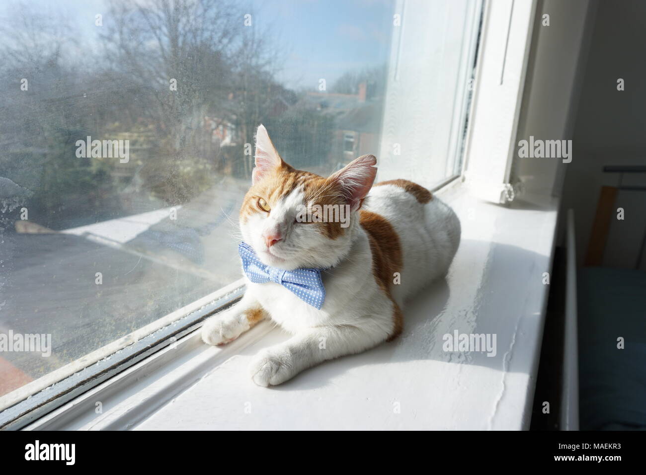 Weiß & Ginger Cat Modelle Bow Tie Stockfoto