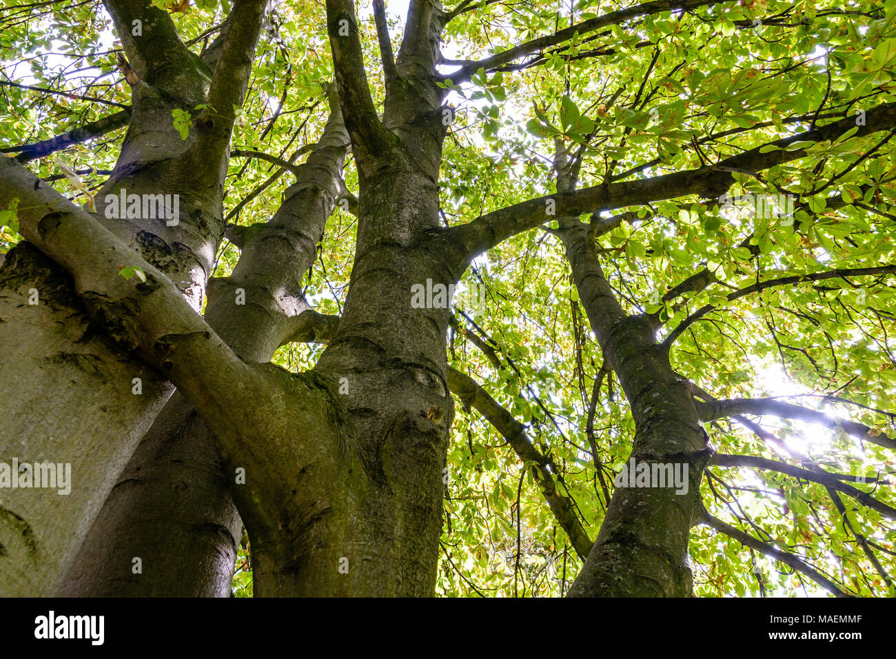 Baumstamm der rosskastanie Fotos und Bildmaterial in hoher Auflösung
