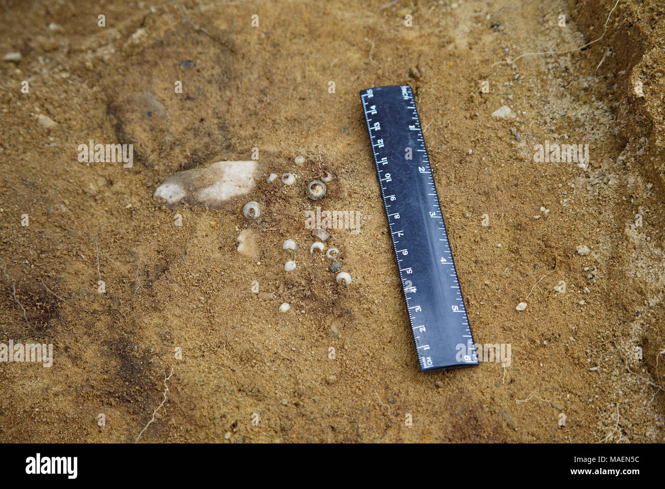 Bunte Glasperlen im Vergleich mit der Skala des Herrschers. Einen echten archäologischen aus dem Grab der frühen Eisenzeit finden, die kulai Kultur Stockfoto