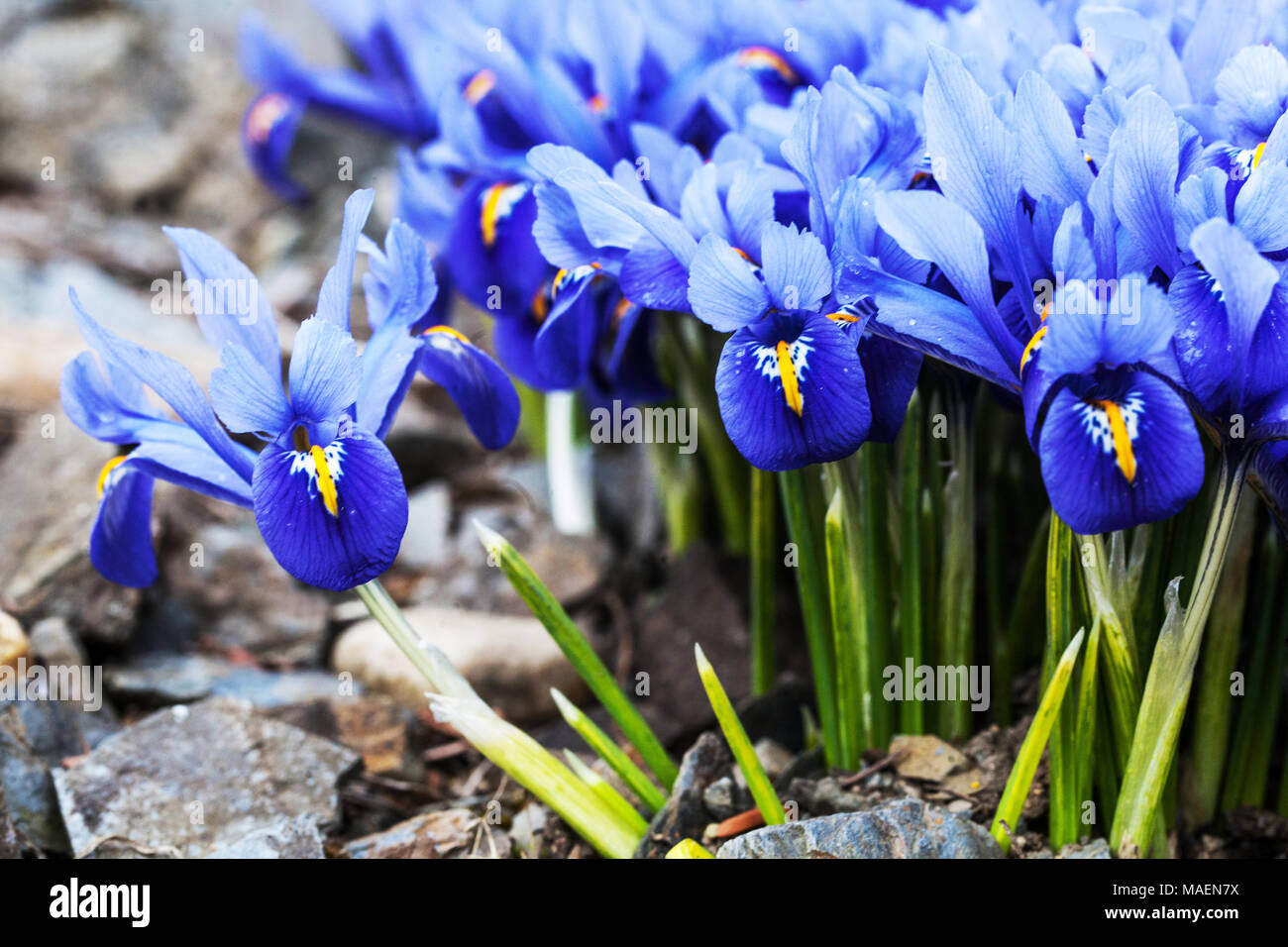 Blue Iris reticulata 'Joyce', Gruppe der Zwerg Iris Stockfoto