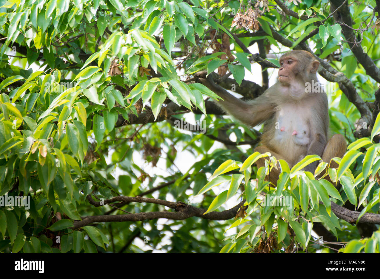 Weibliche Affen auf Baum Stockfoto