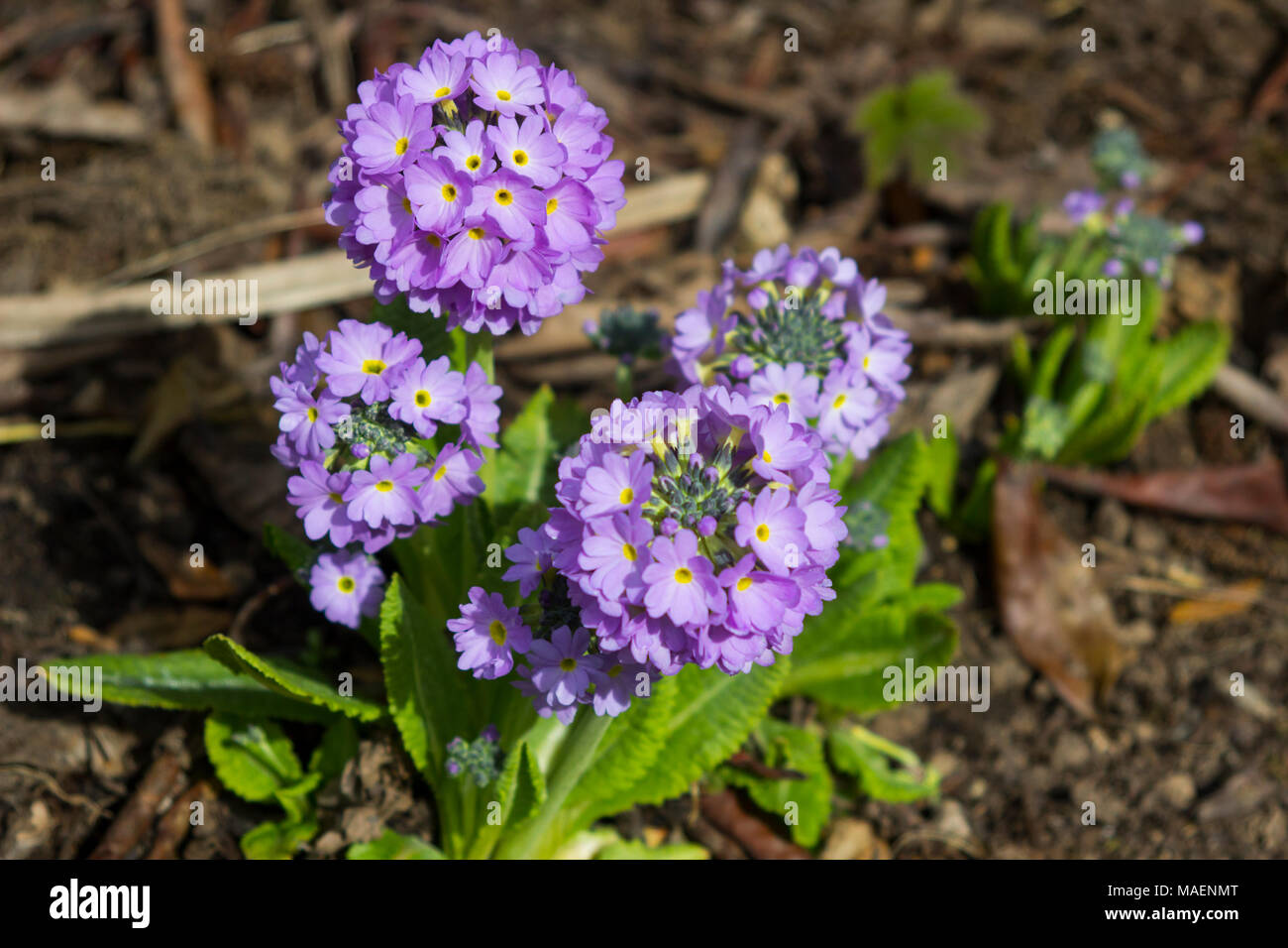 Lavendel Primula denticulata Farbige mehrjährige Blumen mit einem Stoß der Farbe in den Garten im Frühjahr Stockfoto