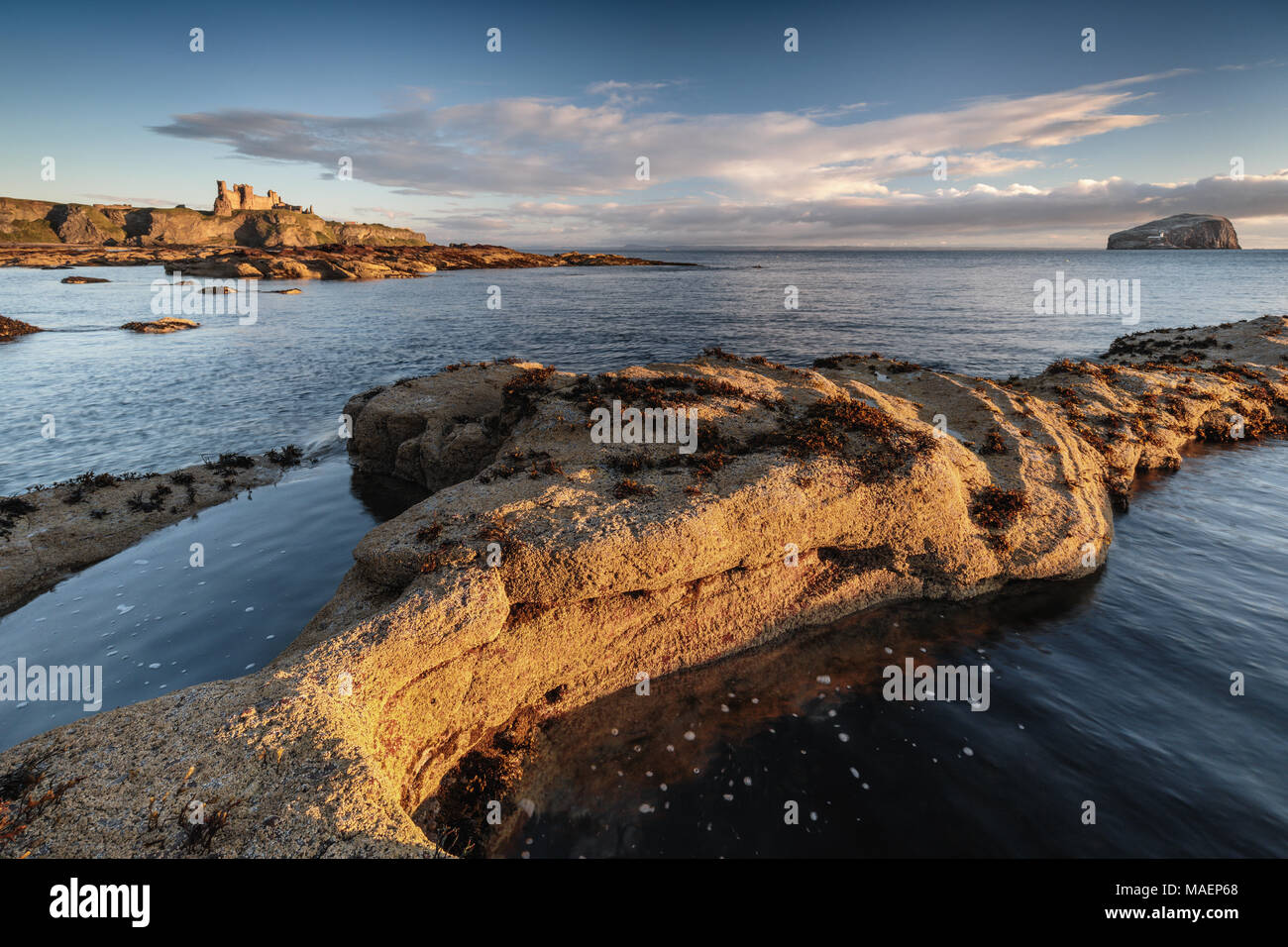 Blick Richtung Tantallon Castle und Bass Rock von Meeresklippe, Hafen, East Lothian, Schottland Stockfoto