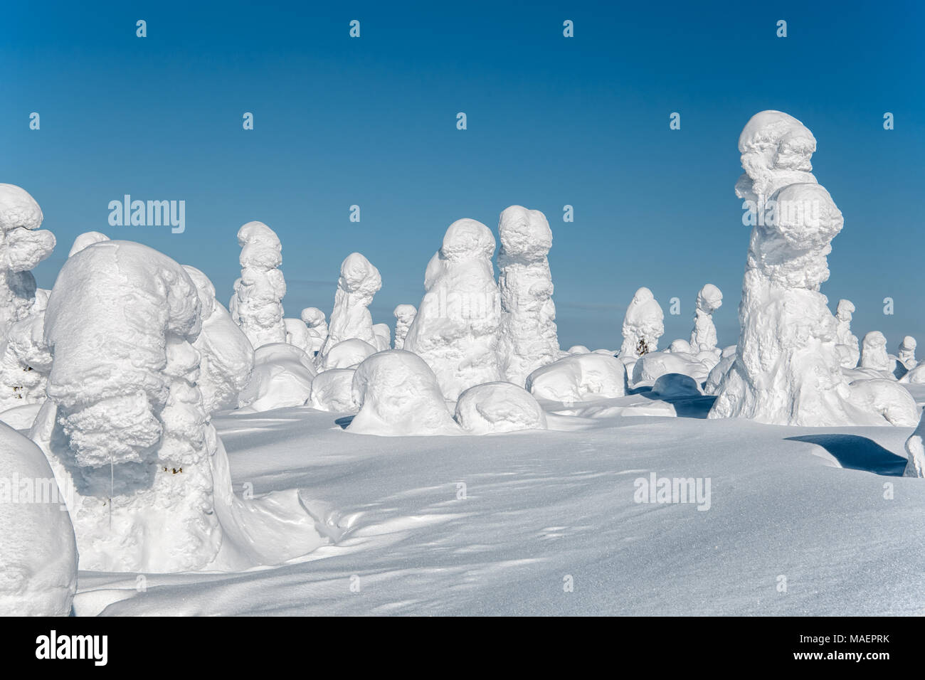 Winterlandschaft. Der schneebedeckte Bäume auf dem Berg Nuorunen. Die Republik Karelien. Russland Stockfoto