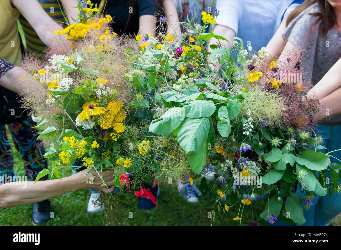 Blumensträuße der heilenden Kräutern und Blumen in den Händen der Frauen. Stockfoto
