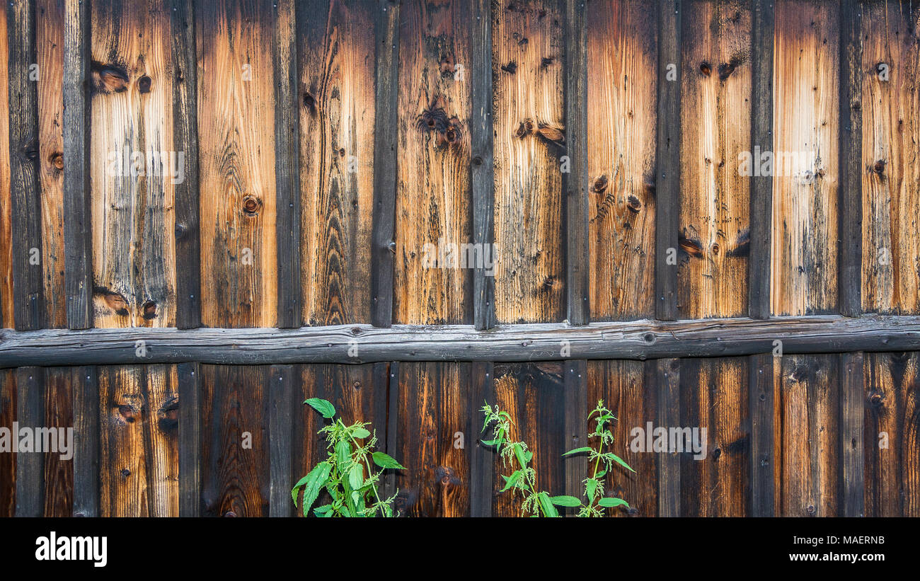 Vintage Holz Wand- und Frühjahr Nesseln. Alte verwitterte Zaun mit Patina. Braun gestreifte Textur. Verblasste Planken, Knoten und grüne Pflanzen als retro Hintergrund. Stockfoto