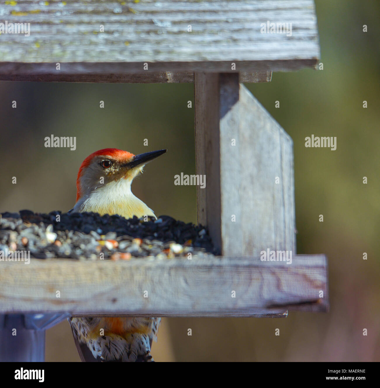 Red bellied Woodpecker Männchen im Sunflower Einzug. horizontales Bild mit Hintergrund absichtlich unscharf in sanften, neutralen Farben. Stockfoto