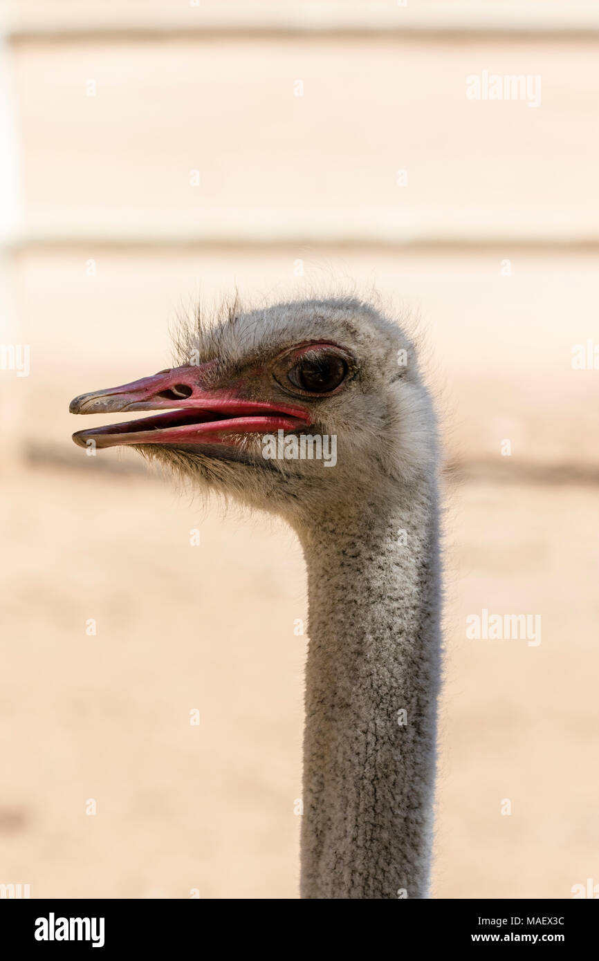 Strauß auf neutralem Hintergrund Stockfoto