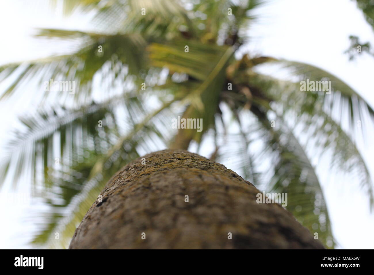 Natürliche illusion Stockfoto