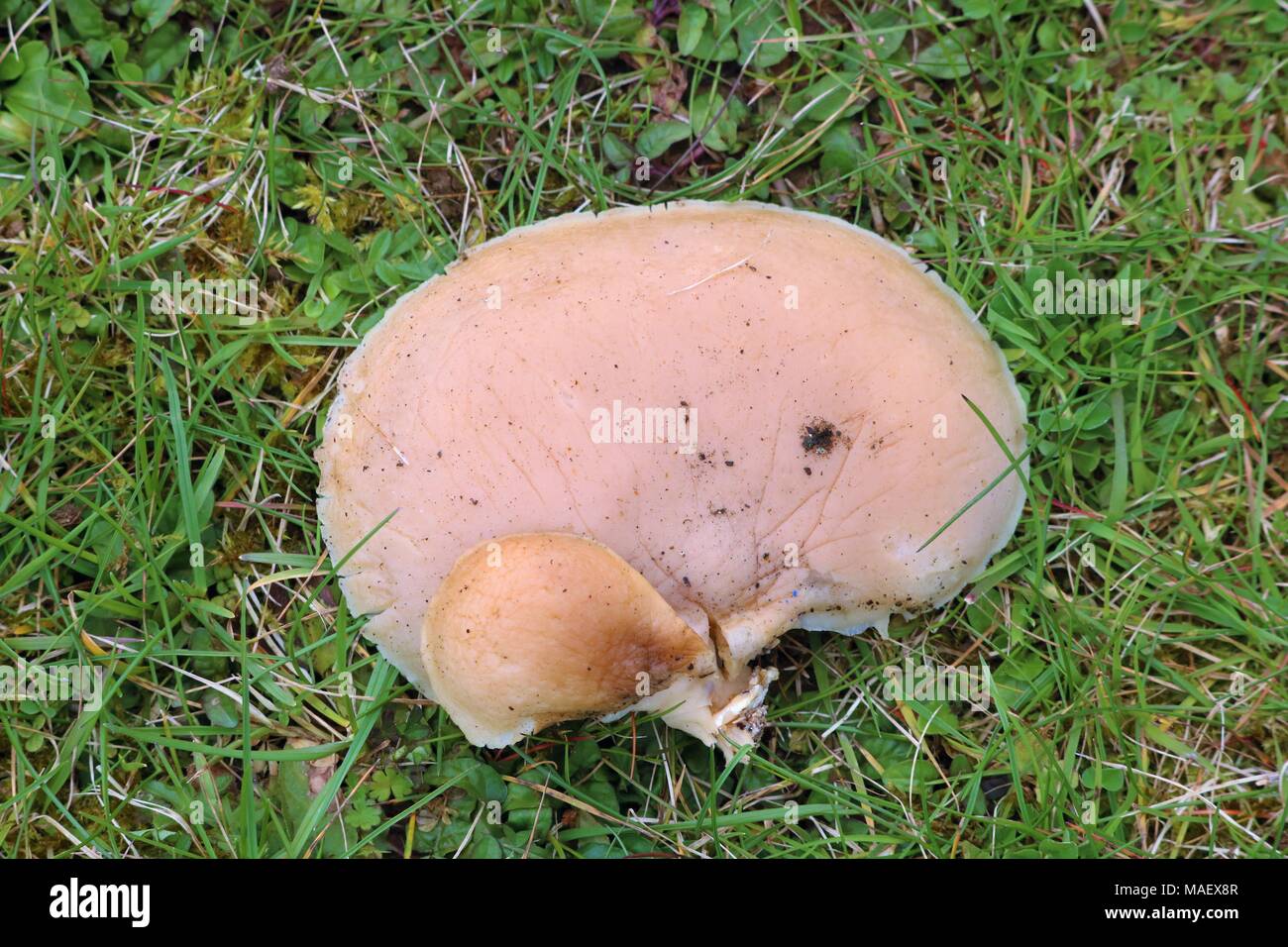 Big Pilz auf grünem Gras Stockfoto