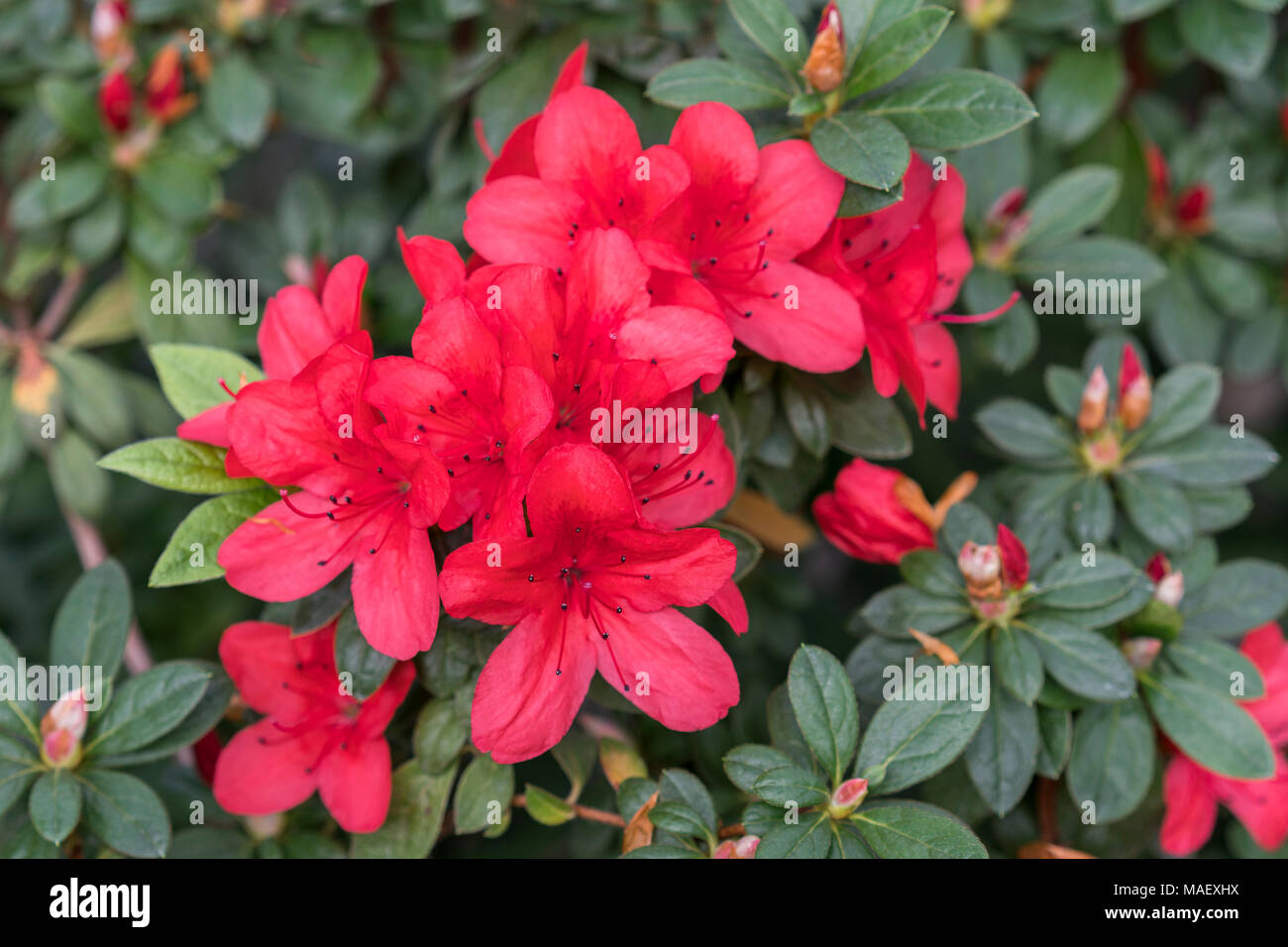 Rosa Satsuki Azalee blüht (Azalea Rhododendron Stockfotografie Alamy