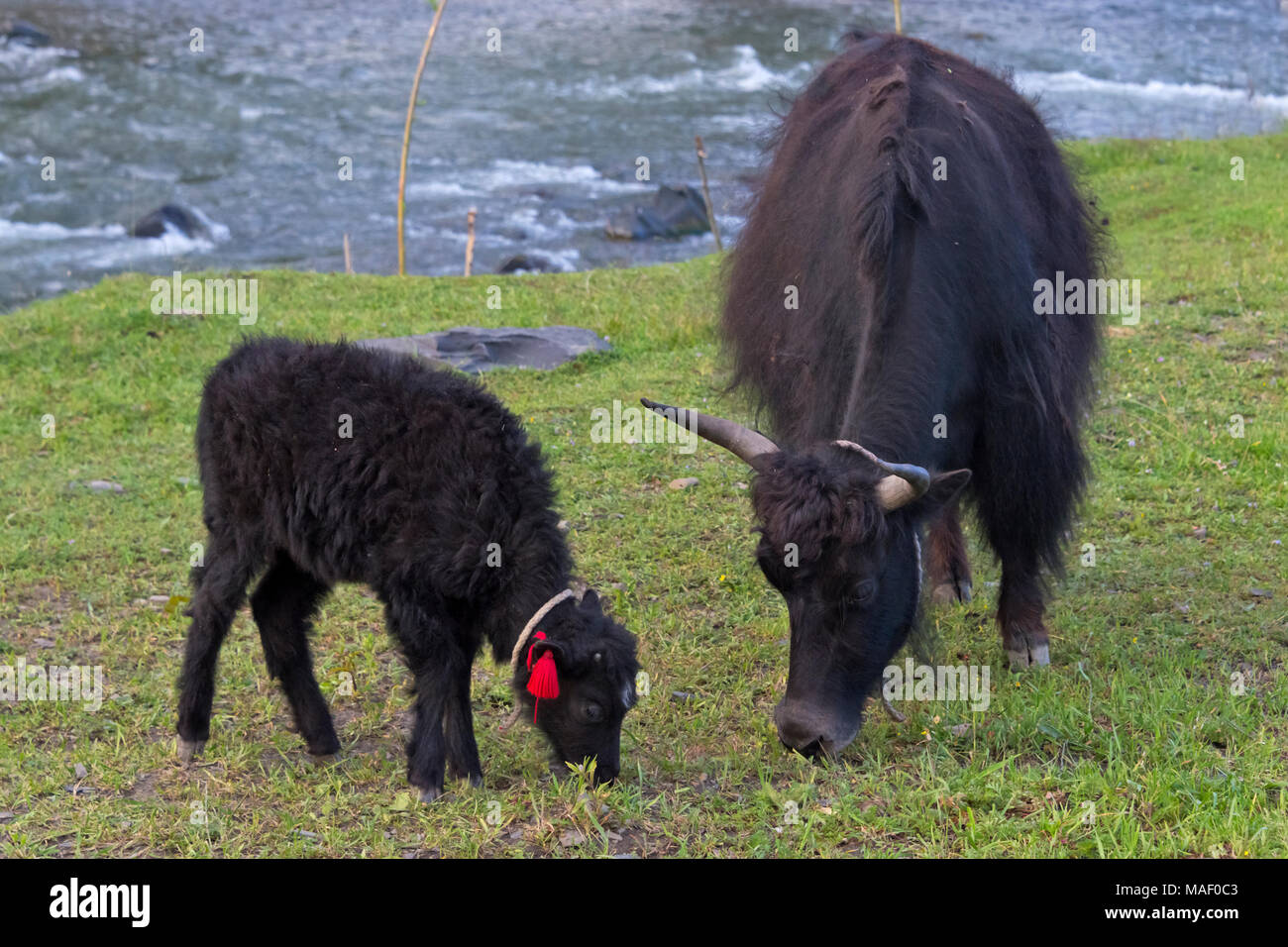 Baby yak mit Mutter auf dem Gras, Xinduqiao, westliches Sichuan, China Stockfoto