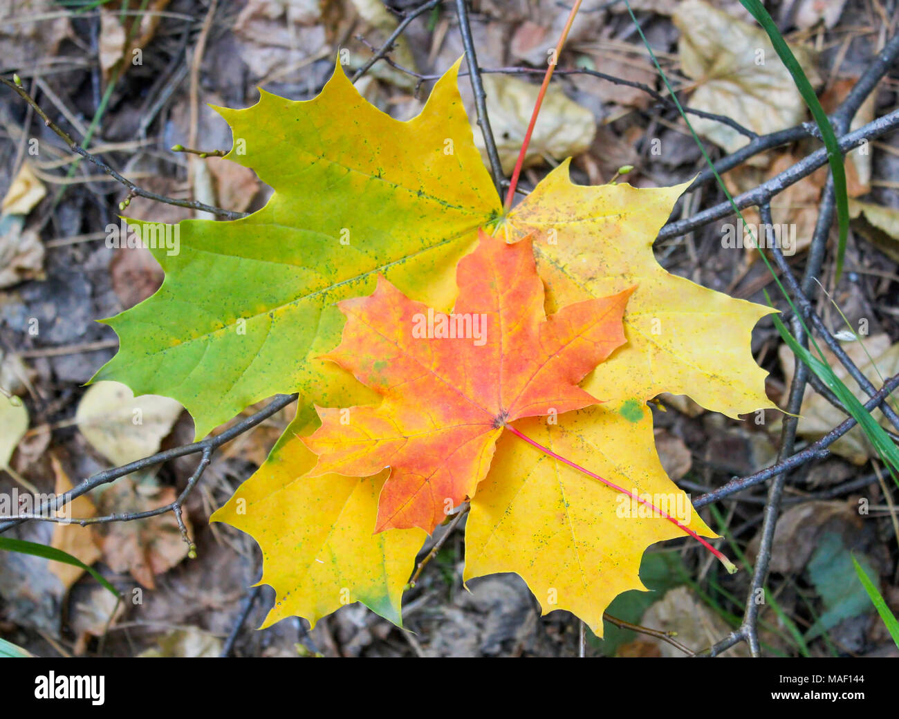 Zwei gefallenen Herbst Ahorn Blätter auf dem Boden liegend Stockfoto