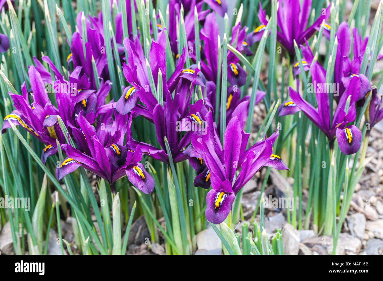 Iris reticulata 'J.S. Dijt'. Zwerg Iris Stockfoto