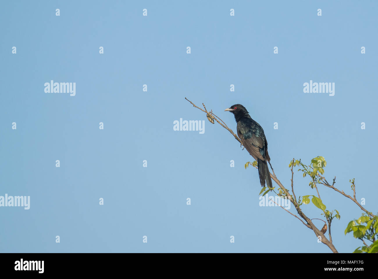 Vogel: Männlich der Asiatischen Koel thront auf einem Zweig. Stockfoto