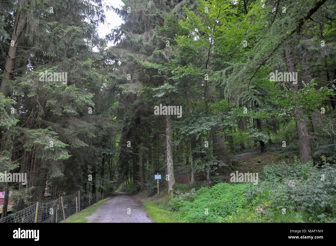 Wanderweg entlang an Schluchtsee Schluhuwanapark, Grafenhausen, State Park, Schwarzwald, Deutschland Stockfoto