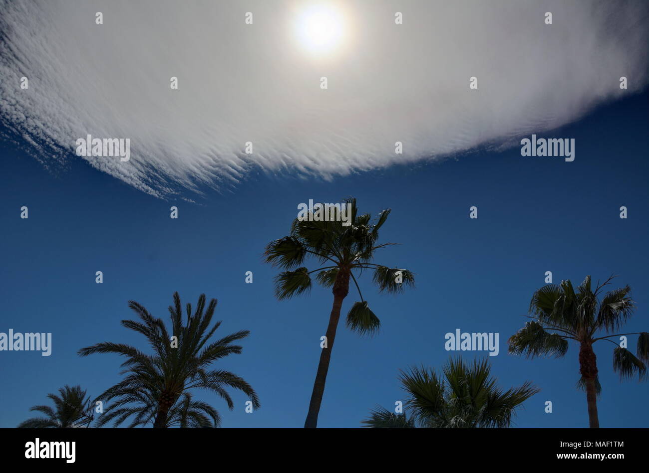 Palmen Silhouette gegen einen blauen Himmel mit ungewöhnlicher Wolkenbildung und eine trübe Sonne. Stockfoto
