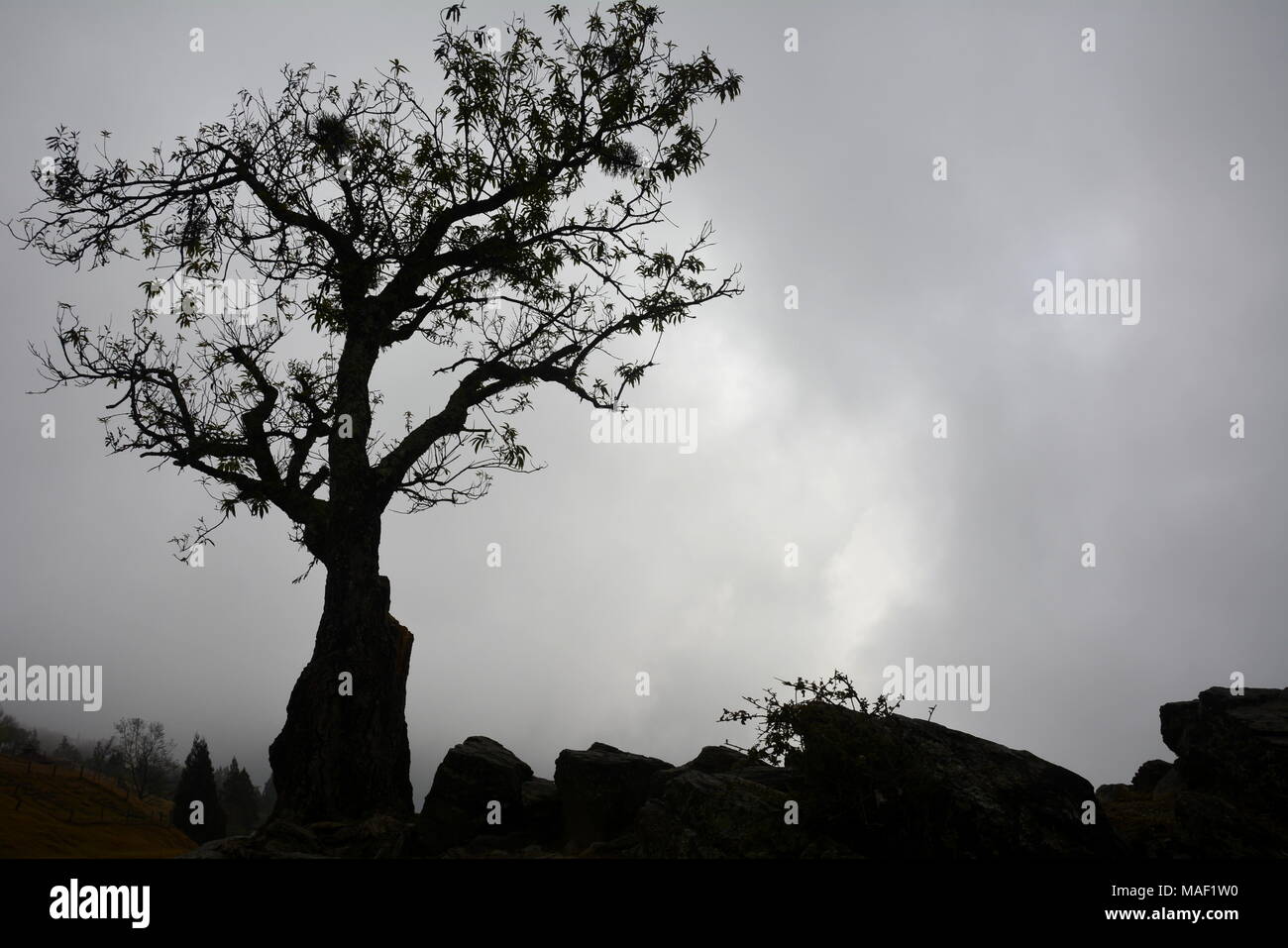 Baum gegen niedrige Cloud. Stockfoto