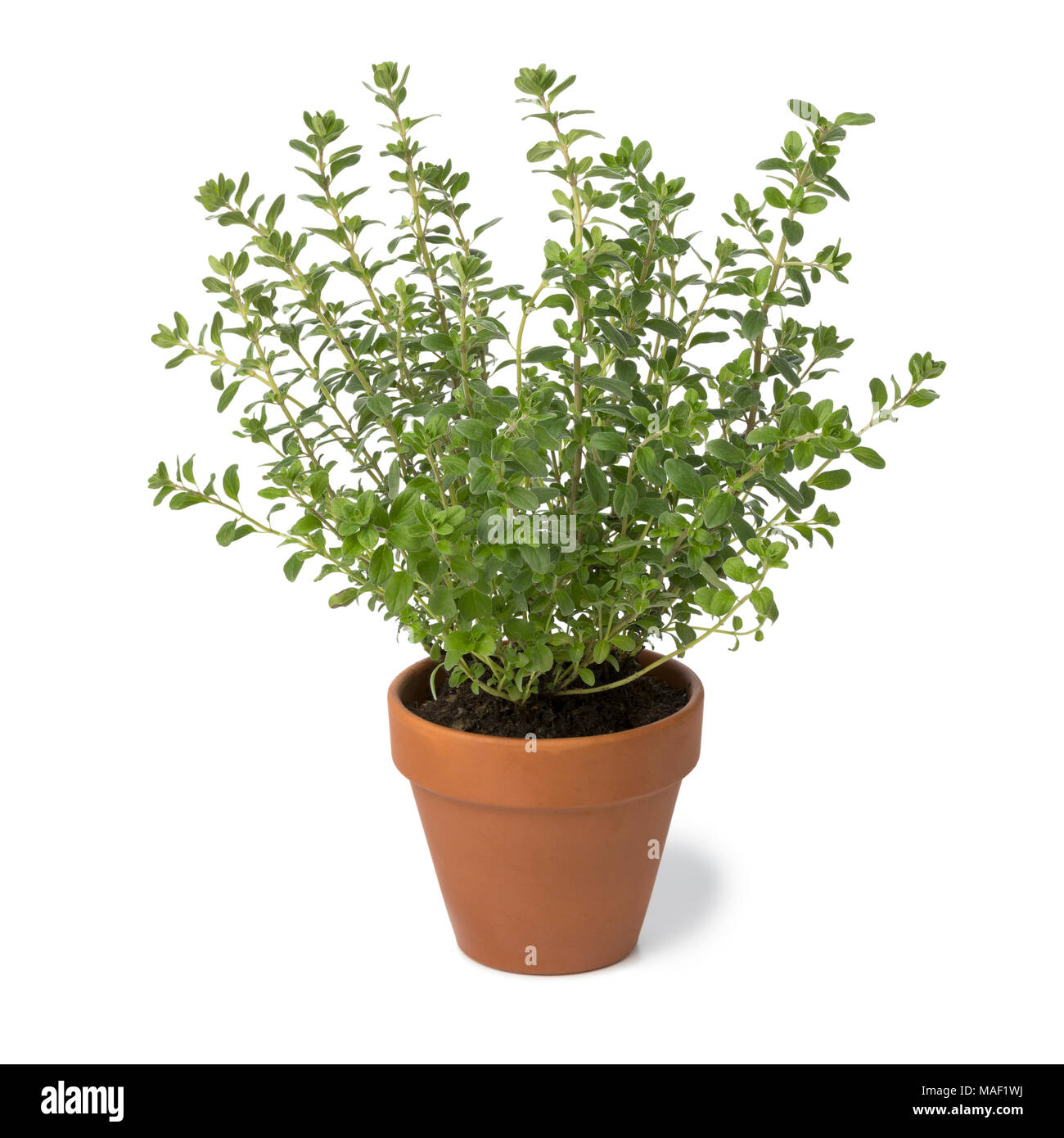 Braun terra cotta Topf mit frischen Oregano auf weißem Hintergrund Stockfoto