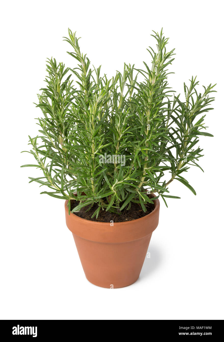 Braun terra cotta Topf mit frischen italienischen Rosmarin auf weißem Hintergrund Stockfotografie