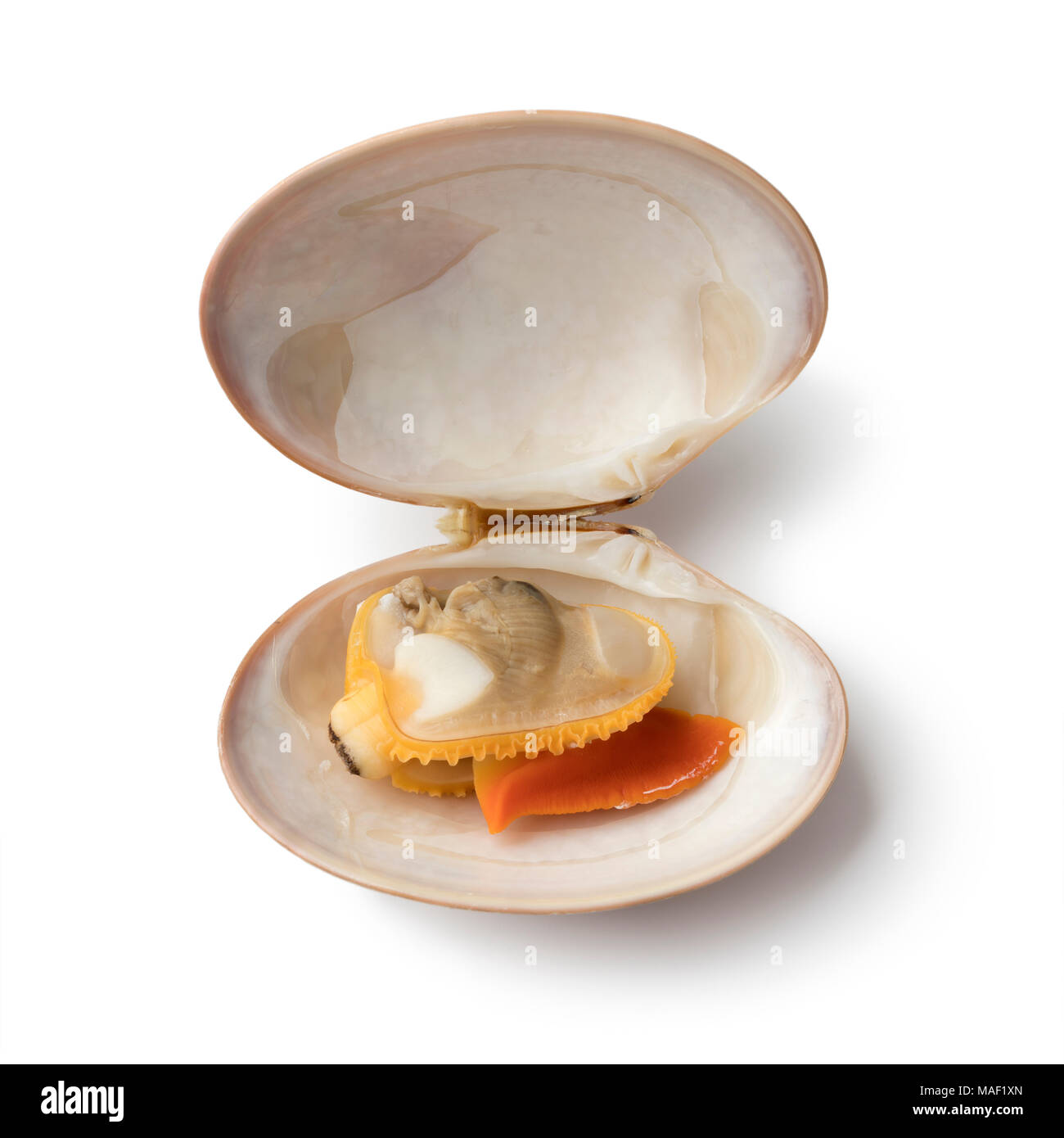 Einzelne offene gekocht glatte Venusmuschel auf weißem Hintergrund Stockfoto