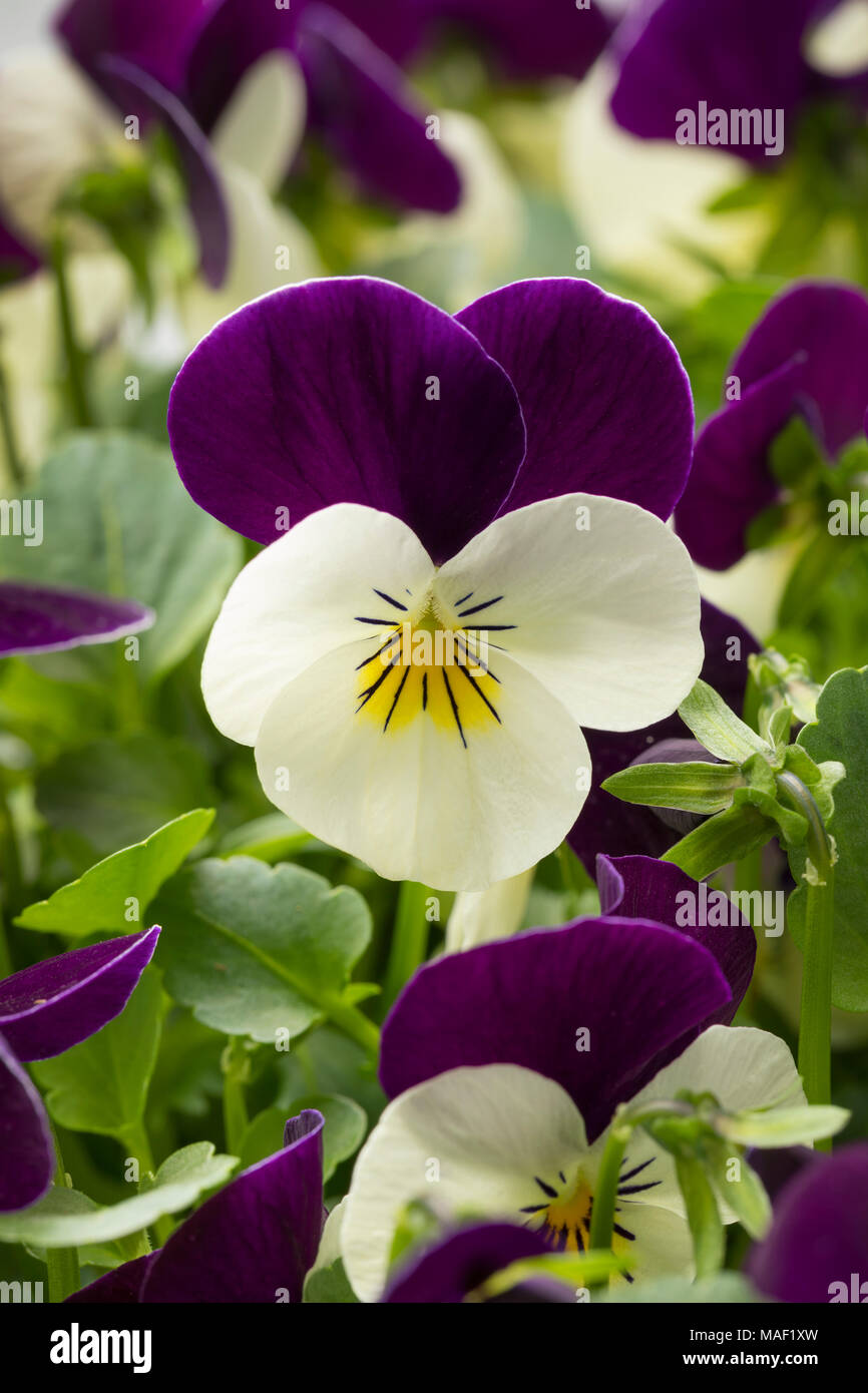 Viola Blumen hautnah Stockfoto