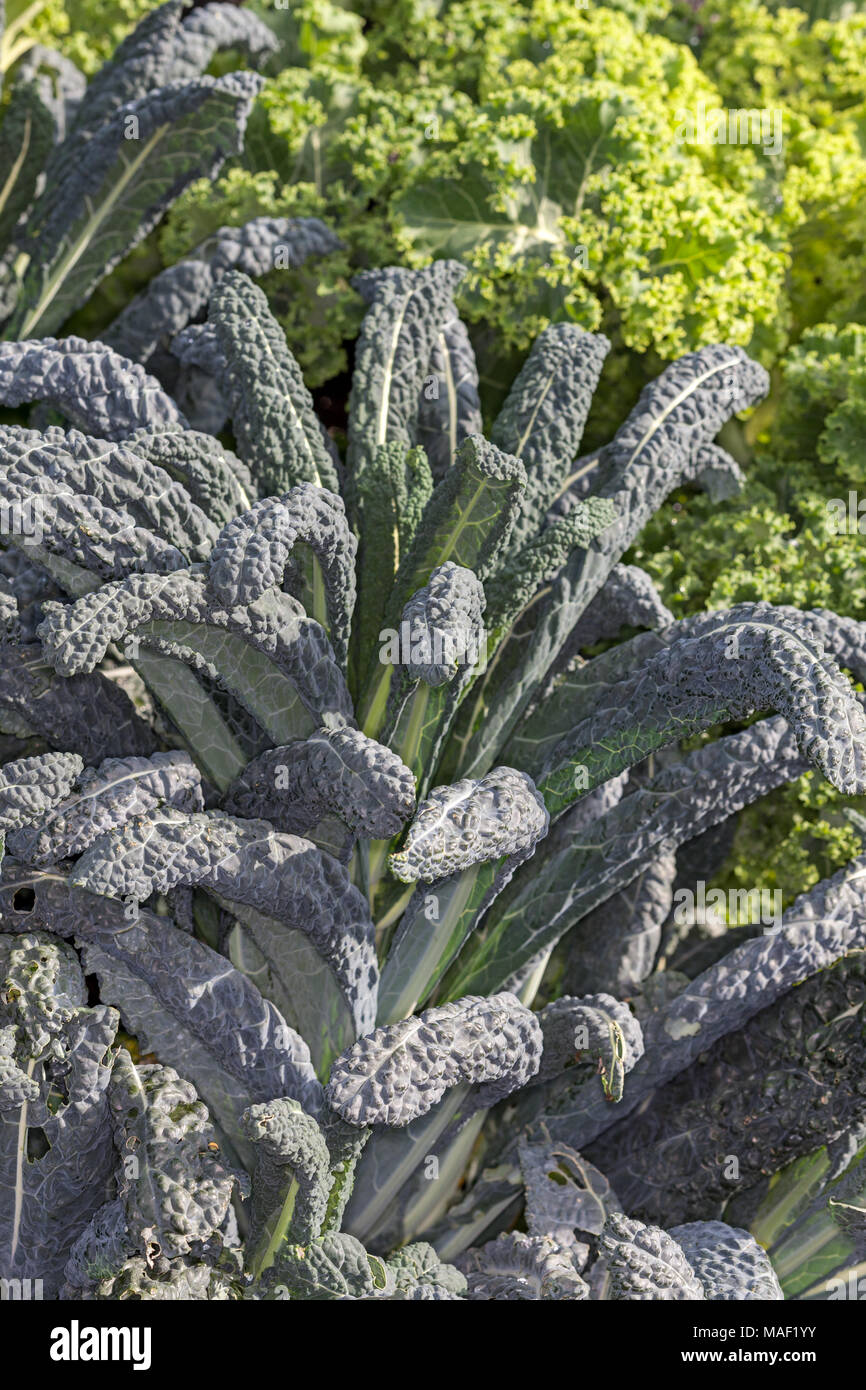 "Nero di Toscana Palmkål precoce' Grünkohl (Brassica oleracea) Stockfoto