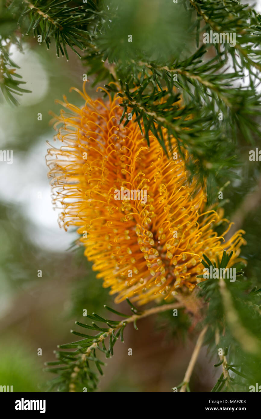 Heide-leaved Banksia, Laterne Banksia (Banksia ericifolia) Stockfoto